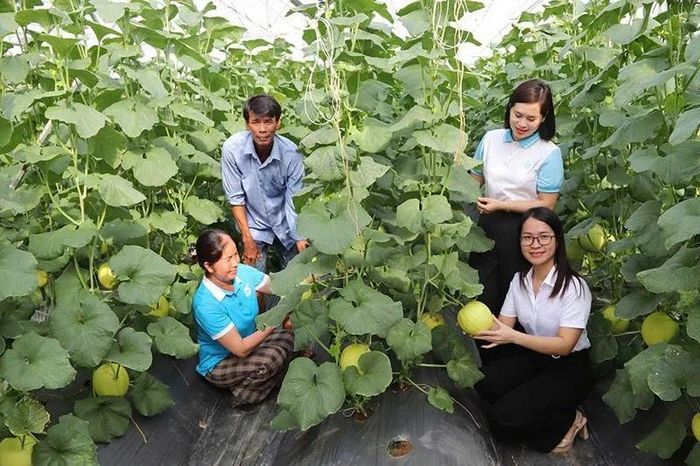 Lãnh đạo Hội LHPN xã Nga Sơn và Phòng giao dịch TYM thăm vườn dưa vàng Hồng Ngọc của khách hàng Lê Thị Thúy, thôn Long Khang.