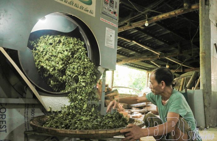 Công đoạn ốp tái chuyển sang máy vò chè.