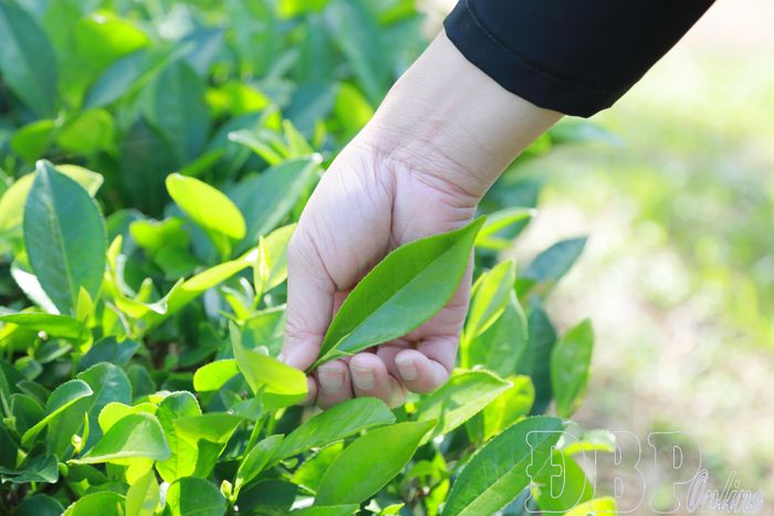 Những búp chè xanh mướt hữu cơ sau những trận mưa mùa hạ. 