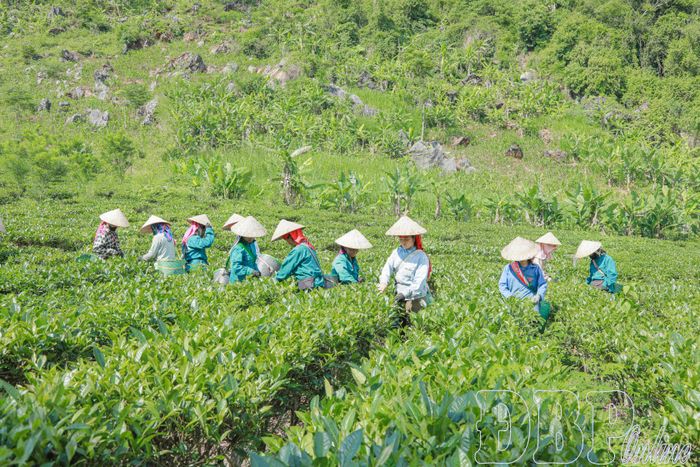 Đông đảo người dân địa phương thu hái chè. 