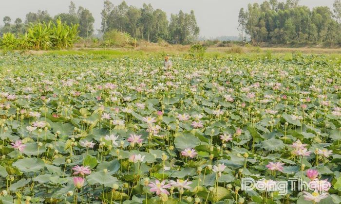 Khúc nhạc sớm mai trên Đất Sen hồng. Ảnh: QUANG TUYÊN