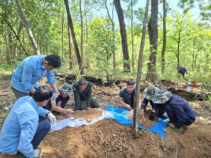 Cán bộ, chiến sĩ Đội K52 phối hợp với lực lượng chức năng tỉnh Ratanakiri tìm kiếm, quy tập HCLS tại khu vực rừng nguyên sinh làng Lâm (xã Poh Nhai, huyện Oyadav). Ảnh: Đoàn Bình