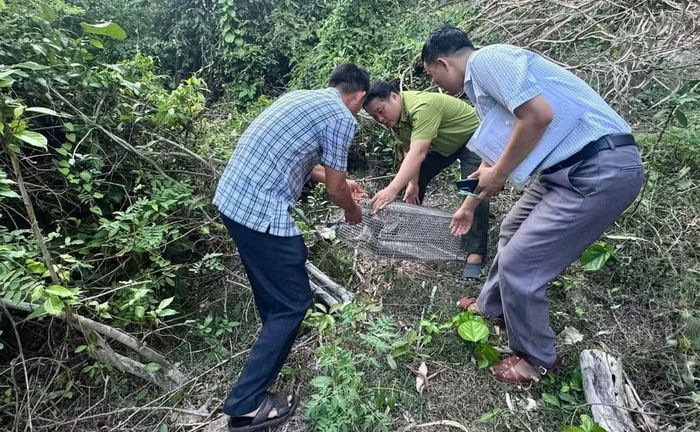 Cá thể tê tê được thả về môi trường tự nhiên. Ảnh: ĐVCC