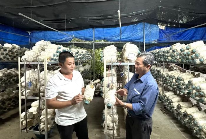Thông qua các phong trào thi đua sản xuất, kinh doanh giỏi, nhiều hội viên nông dân ưu tú đã được phát hiện, bồi dưỡng và kết nạp vào Đảng. Ảnh: N.H