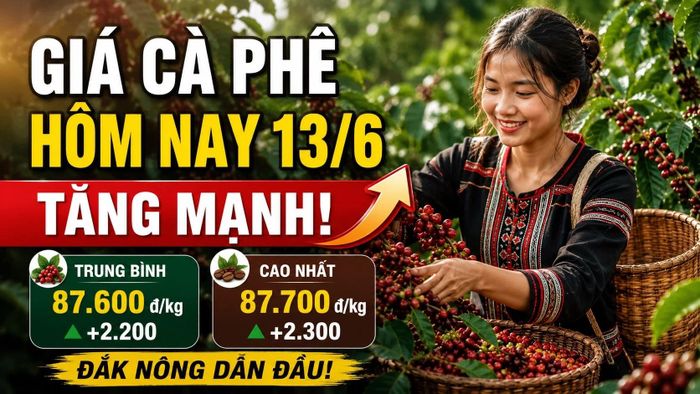 Cập nhật giá cà phê trong nước và thế giới sáng 13/6/2026. Hình minh họa