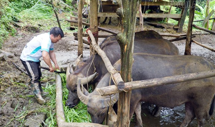  Mô hình chăn nuôi trâu đem lại hiệu quả kinh tế cao của gia đình anh Sùng A Tông, thôn Xá Nhù. 