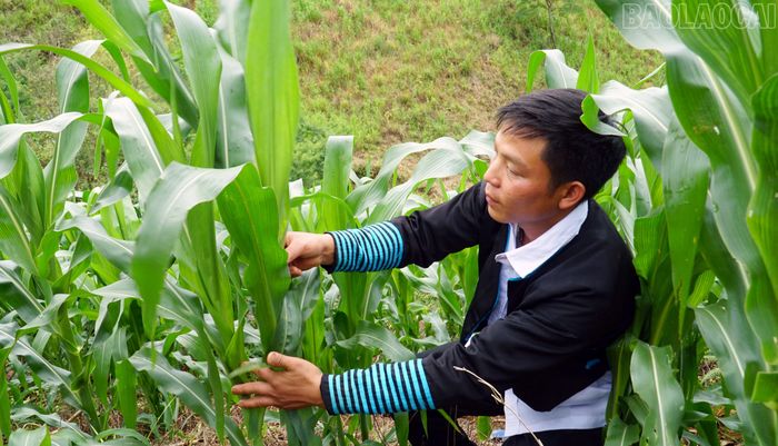 Đảng viên Vàng A Thớ, thôn Tà Cao chăm sóc nương ngô của gia đình.