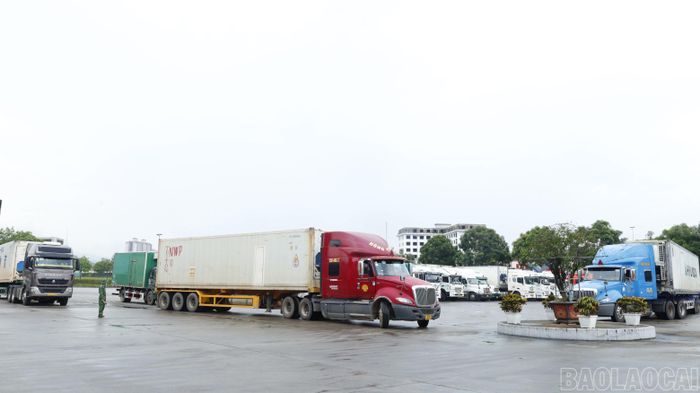 Phương tiện xuất khẩu quả vải tươi được bố trí khu vực đỗ xe riêng.