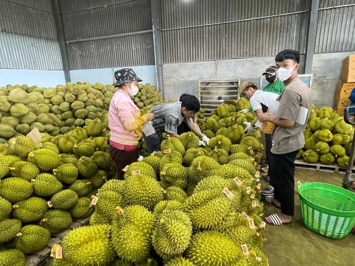 Phân loại, kiểm tra sản phẩm trước khi xuất khẩu, bảo đảm các quy định