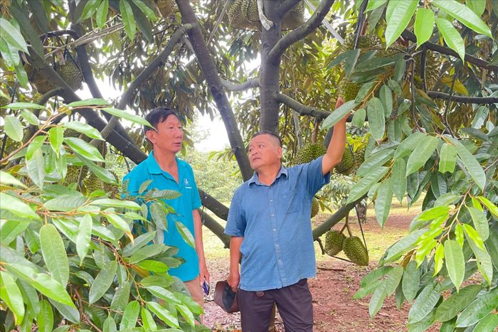 Sầu riêng Lâm Đồng chuẩn bị vào vụ mới