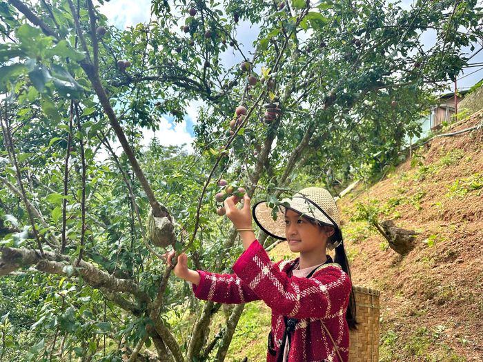Vườn mận tam hoa ghép trên gốc đào lông Đà Lạt của gia đình ông Phú sinh trưởng tốt và cho trái giòn ngọt, chua nhẹ