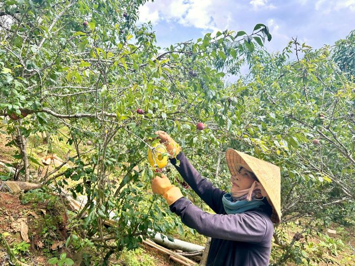 Vườn mận tam hoa ghép trên gốc đào lông Đà Lạt của gia đình ông Phú sinh trưởng tốt và cho trái giòn ngọt, chua nhẹ