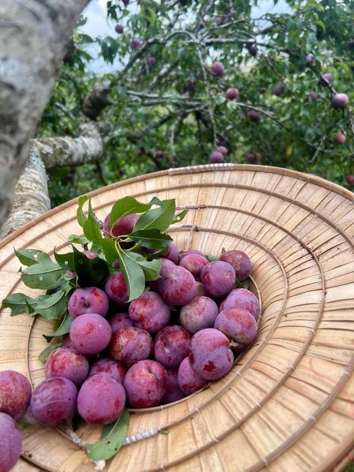 Vườn mận độc đáo của ông Phú đón khách tham quan, trải nghiệm hái mận và thưởng thức ngay tại vườn