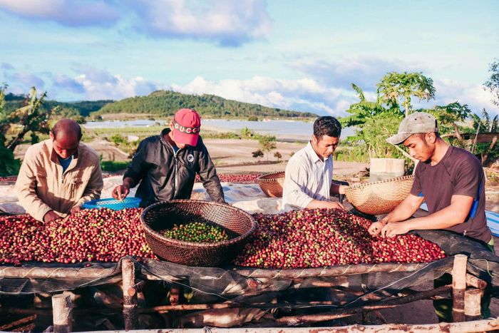 Đồng bào K’ho trồng cà phê chất lượng cao ở Lâm Đồng