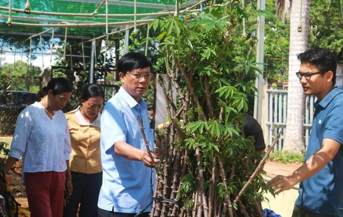 Đoàn công tác Trung tâm Dịch vụ tổng hợp xã Tân Lập khảo sát giống mì mới