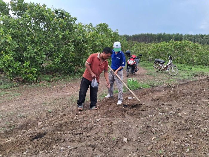 Đồng bào xuống giống cây mì
