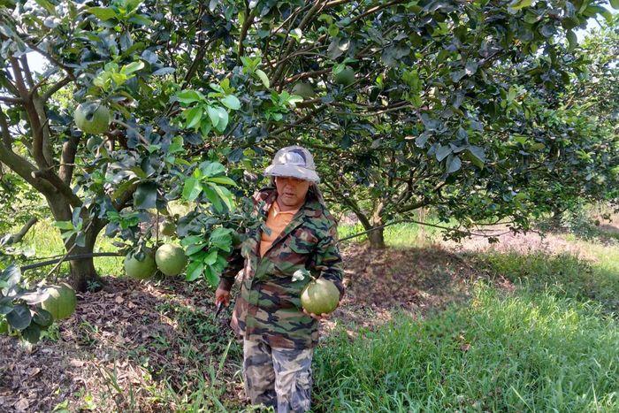 Sản phẩm bưởi da xanh Đan Kha đạt OCOP 3 sao của HTX Dịch vụ Nông nghiệp Hoài Đức