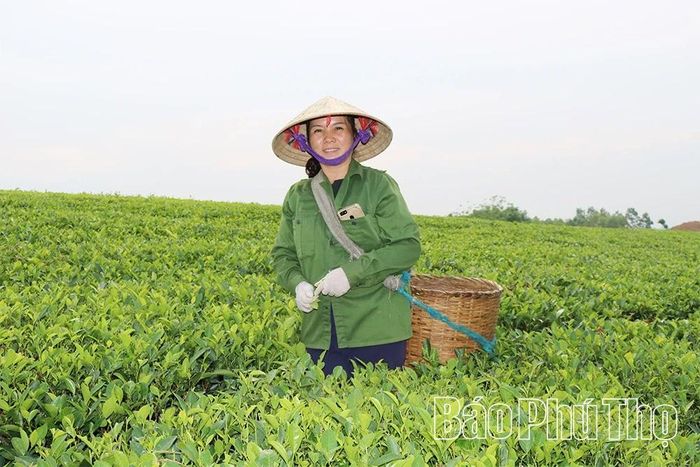 Vùng chè nguyên liệu của HTX chè an toàn Long Cốc, xã Long Cốc được sản xuất theo tiêu chuẩn VietGAP, đáp ứng yêu cầu nâng cao chất lượng sản phẩm.