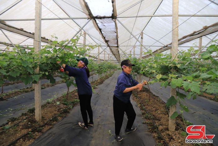 Mô hình sản xuất nông nghiệp trong nhà lưới tại phường Vân Sơn.