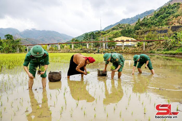 Cán bộ, chiến sĩ Đồn Biên phòng Mường Cai giúp nhân dân cấy lúa.