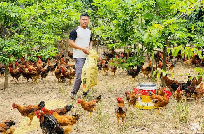 Chăn nuôi theo quy mô trang trại, gia trại là một trong những hướng đi chủ lực của ngành Nông nghiệp xã Võ Nhai.