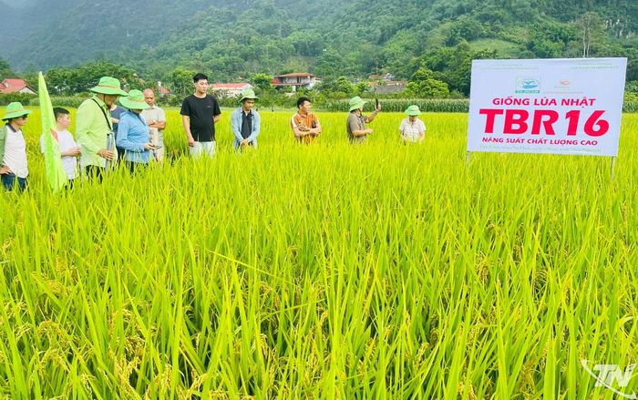 Người dân xóm Làng Phật (xã Võ Nhai) tham quan mô hình trình diễn giống múa mới.
