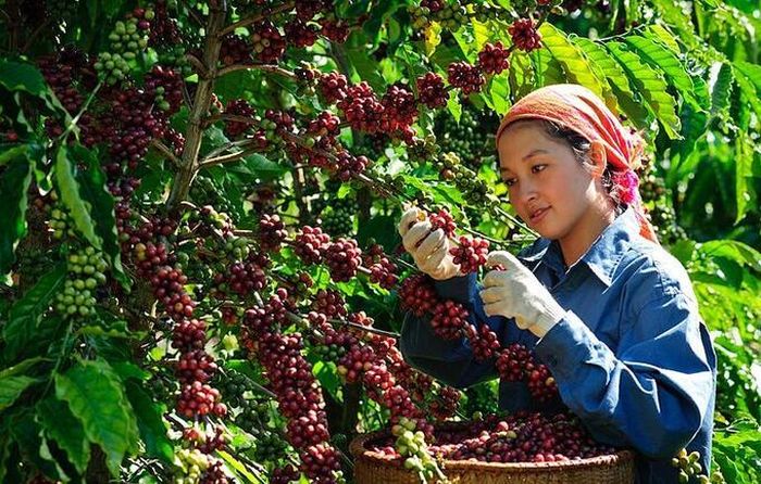 Giá cà phê bật tăng mạnh.