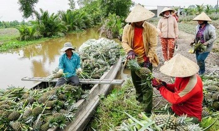Cây dứa giúp người dân Đồng Tháp thoát nghèo. Ảnh ITN