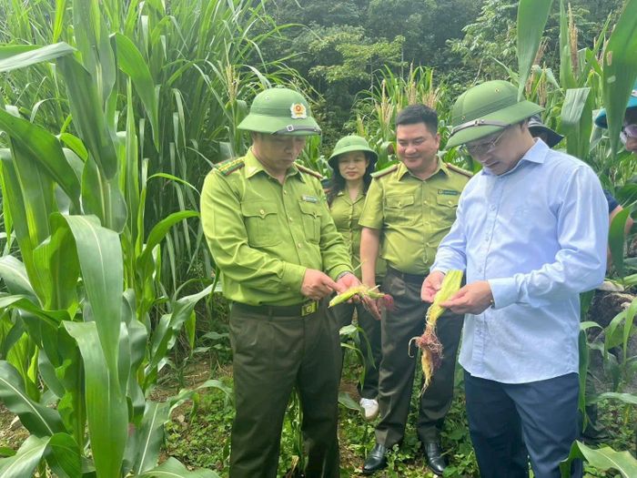 Ông Phạm Mạnh Duyệt, Giám đốc Sở Nông nghiệp và Môi trường tỉnh Tuyên Quang và ông Đào Duy Tuấn, Chi cục trưởng Chi cục Kiểm lâm tỉnh Tuyên Quang, cùng các cán bộ trong đoàn khảo sát thực tế quần thể khỉ tại hai xã Sà Phìn và Lũng Cú.