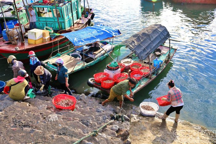 Dưới bến, những thuyền về muộn cũng từ tốn lên cá, nhưng cũng không phải đã hết bất ngờ. Có thể điều độc lạ vẫn ở trong khoang thuyền với một mẻ cá mà chỉ ngư dân lành nghề mới bắt được. 