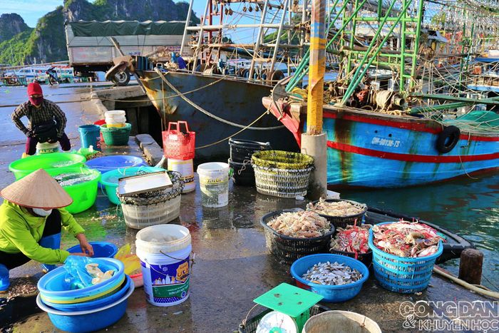 Chợ cá vãn thì Vân Đồn mới bắt đầu một ngày mới. Hải sản sau đó mới lên mâm và chờ du khách trở về thưởng thức sau những hải trình mùa hè nóng bỏng nhiều kỷ niệm với biển Đông Bắc. 