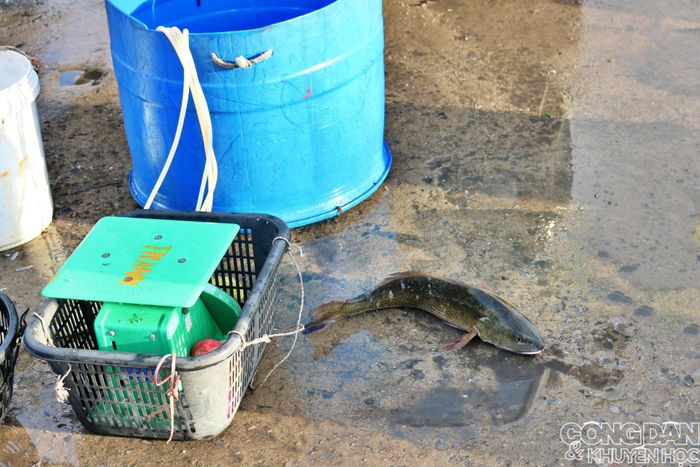 Cá tráp là loại cá săn chắc, có thể nhảy vèo khỏi thùng nước biển mặc dù ngư dân rất cẩn thận giữ cho con cá ngon sống khi về bến để bán được giá hơn.