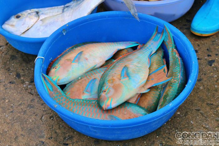 Cá mó xanh, mẻ cá có giá trị cao và được mua tất ngay khi lên bờ. 