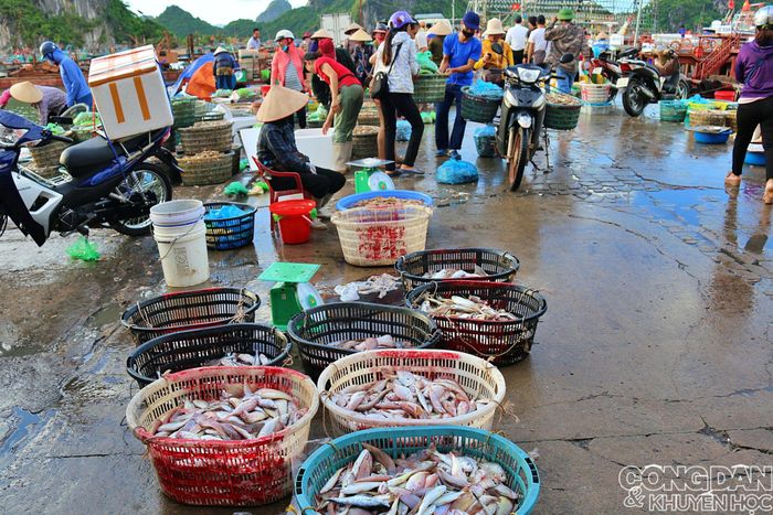 Cá nhỏ mà tươi vì vừa được đánh bắt thủ công bằng lưới kéo. Ảnh: TTH