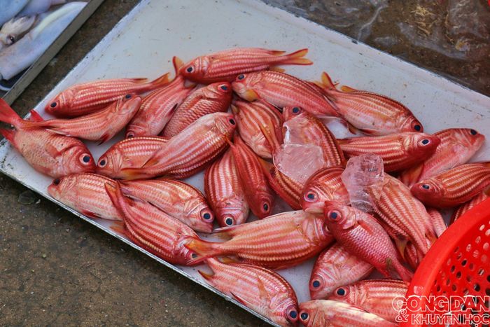 Mớ cá khéo điểm thêm đá lạnh để giữ độ tươi ngon lâu hơn. 