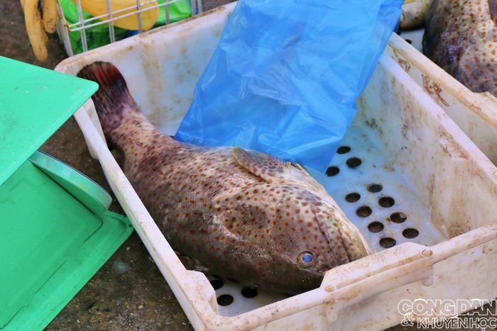 Con cá song hoa tự nhiên, mắt xanh biếc màu biển cả. 
