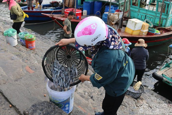 Món phổ biến nhất, bình dân nhất là mực ống loại vừa. 