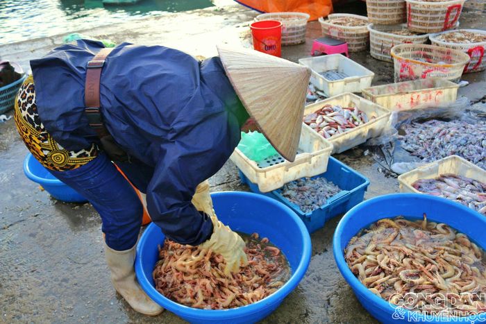 Tôm biển Quảng Ninh với mùi và vị khó có thể quên, một vài loại tôm biển ở đây không có ở các vùng biển khác. Ảnh: TTH