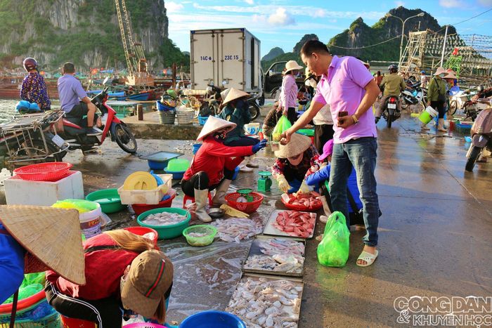 Với đặc trưng vùng nước nhiều núi đá vôi trùng điệp, cá của biển Đông Bắc chủ yếu là màu trắng, chứ không có nhiều màu rực rỡ như cá ở vùng biển san hô. Ảnh: TTH