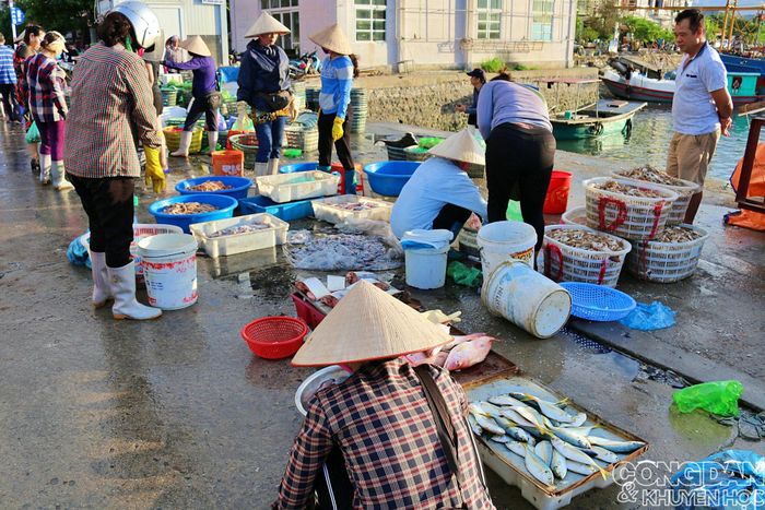 Cá nhỏ và đều chằn chặn từng con là cá đàn vùng lộng, vùng nước biển trong, lâu nay vẫn là đặc trưng riêng của vùng biển Quảng Ninh. Ảnh: TTH