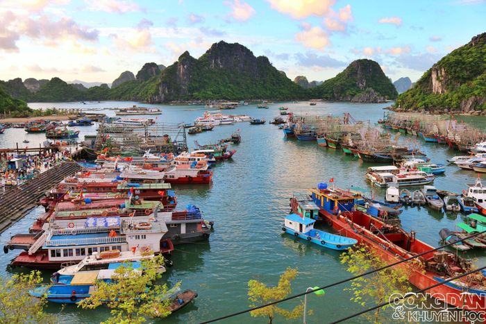 Vùng biển Quảng Ninh nổi tiếng với hải sản mà ngư dân bắt được trong đêm. Buổi sáng sớm họ về bến để bán hải sản. Các kiểu đánh lưới mực, lưới đèn, lưới vây... cũng là đặc trưng riêng của vùng biển này. Ảnh: TTH