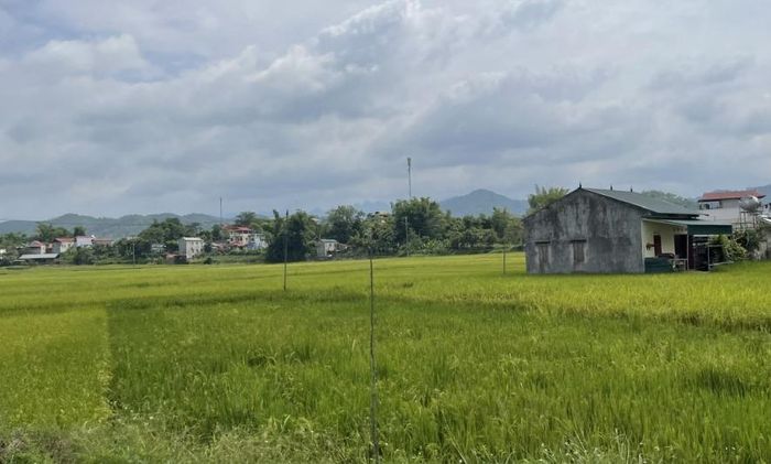 Thời tiết các khu vực trong tỉnh ngày 14/6/2026 chiều tối có mưa rào và dông rải rác.