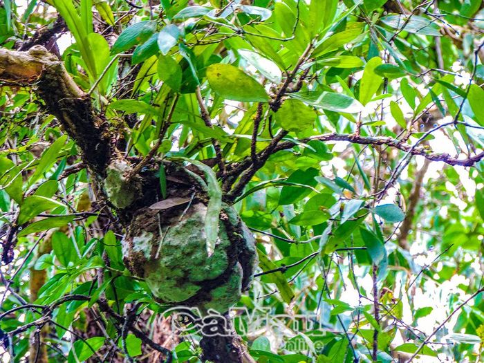 Kỳ nam kiến là loài thực vật sống phụ sinh, được sử dụng trong các bài thuốc y học cổ truyền.