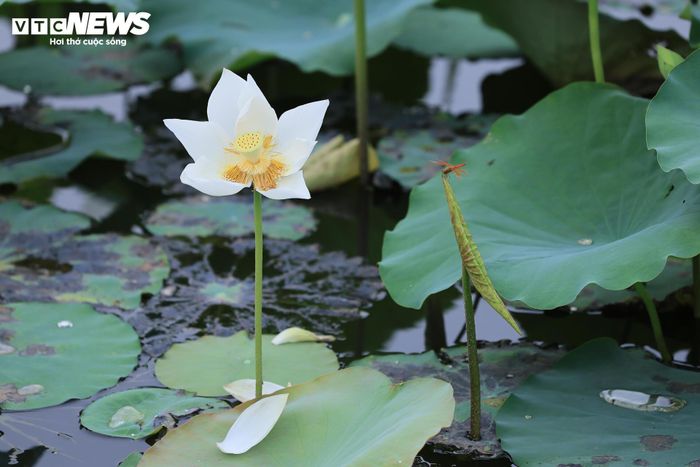 Theo những người trồng sen, Bạch Liên là giống sen có nguồn gốc từ Ấn Độ. Khi trưởng thành, cây có thể cao gần 2m. Hoa lúc mới nở có màu trắng pha xanh nhạt, sau đó chuyển dần sang màu trắng tinh khiết. Nhụy vàng nổi bật giữa những cánh hoa trắng tạo nên vẻ đẹp riêng của loài sen này.