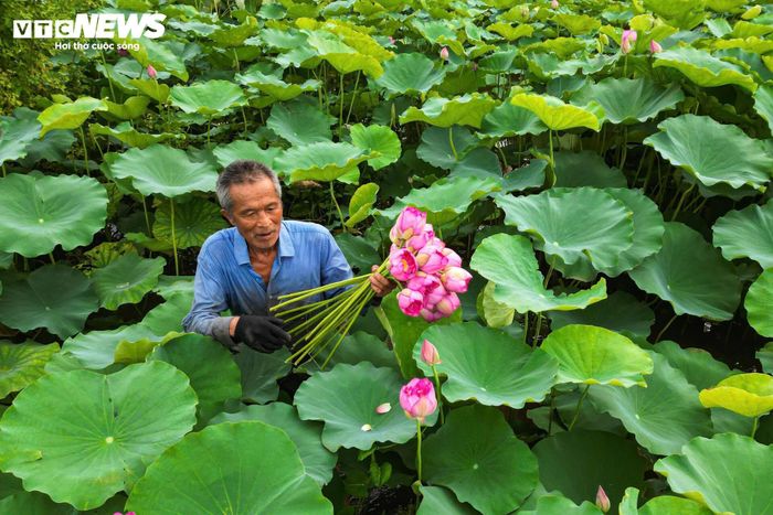Bên cạnh giá trị cảnh quan, mùa sen còn mang lại nguồn thu nhập cho người dân địa phương. Những bó sen tươi được thu hoạch hằng ngày để phục vụ nhu cầu cắm hoa, thưởng ngoạn của người dân, với giá bán tại vườn dao động từ 50.000 đến 100.000 đồng mỗi bó tùy số lượng.