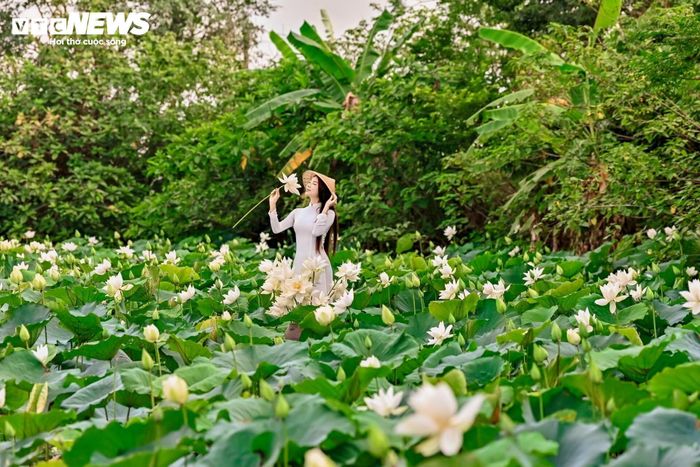 Những ngày gần đây, đầm sen trắng tại Tam Hưng trở thành điểm đến của nhiều bạn trẻ. Nhiều người tìm đến từ sáng sớm để ghi lại những hình ảnh đẹp giữa mùa sen.
