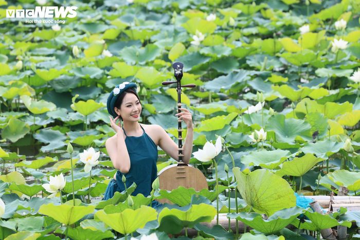 Trên mặt nước rộng lớn, những bông sen trắng vươn cao nổi bật giữa nền lá xanh, tạo nên không gian thanh bình, thu hút nhiều người tìm đến tham quan và chụp ảnh.