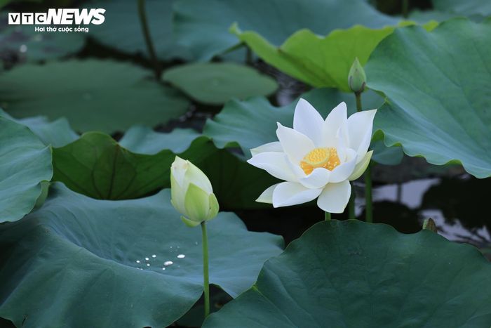 Người dân địa phương cho biết việc chăm sóc sen trắng đòi hỏi nhiều công sức hơn so với sen hồng. Từ khâu chọn giống, chăm sóc đến quá trình theo dõi sự phát triển của cây đều cần sự tỉ mỉ để đảm bảo hoa nở đẹp và đúng thời điểm.