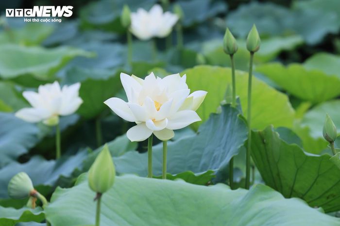 Không chỉ khác biệt về màu sắc, sen trắng còn có đặc tính cả lá và hoa đều không thấm nước. Hương thơm của hoa nhẹ nhàng, thoang thoảng nhưng lưu lại khá lâu. 