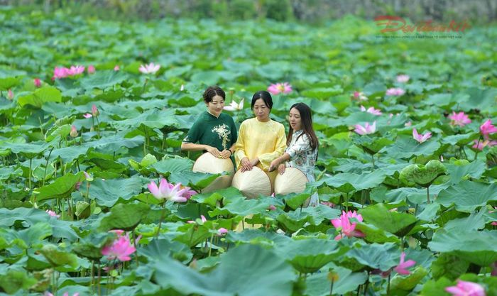 Giữa nhịp sống đô thị sôi động, đầm sen trở thành điểm đến lý tưởng để thư giãn và tận hưởng vẻ đẹp thiên nhiên.